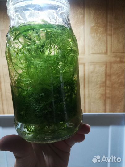 Растения для аквариума