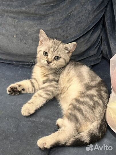 Британские котята