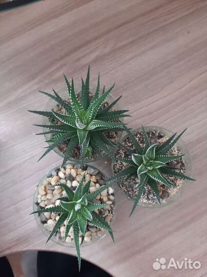 Хавортия полосатая суккулент