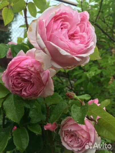 Роза плетистая Кисс ми Кейт