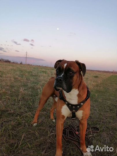 Вязка Боксера