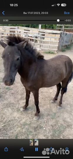 Лошадь пони