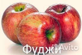 Яблони саженцы