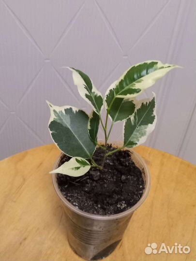 Фикус бенджамина; Каучук; молочай;