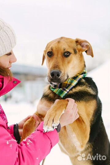 Собака подросток в добрые руки