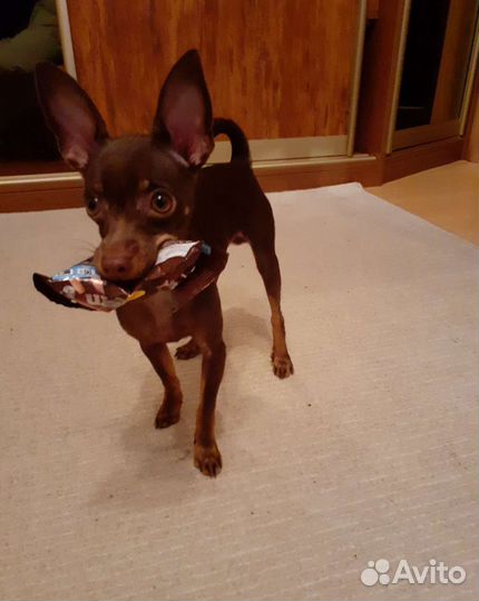 Мини той-терьер