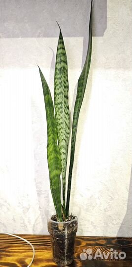 Сансевиерия, спот от сансевиерии Блек Тайгер