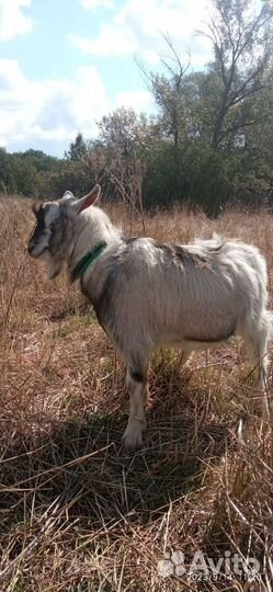 Козел альпийский