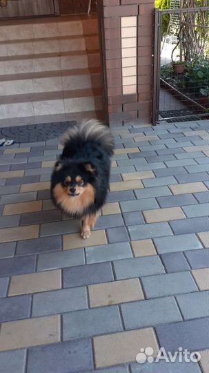 Хочу стать папой