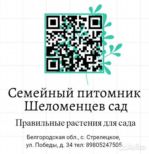 Саженцы яблоня Ред Кетти