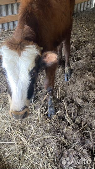 Бычки 7 голов