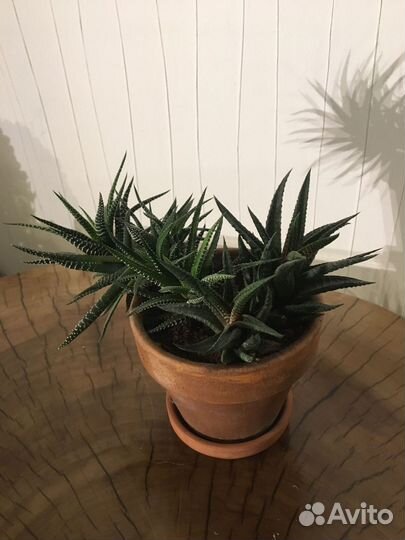 Комнатные растения цветы