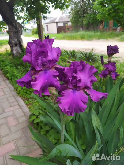 Ирисы бородатые