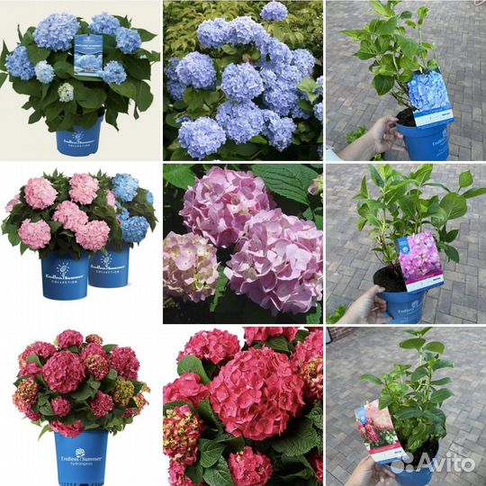 Гортензия крупнолистная Бесконечное Лето