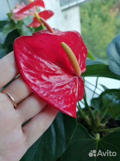 Антуриум бордовый