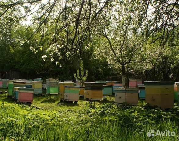 Мед 2024 года натуральный опт