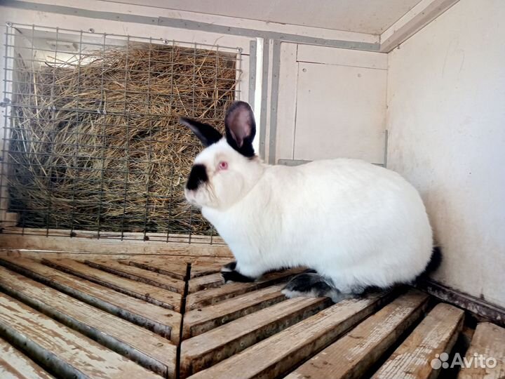 Кролики мясных пород