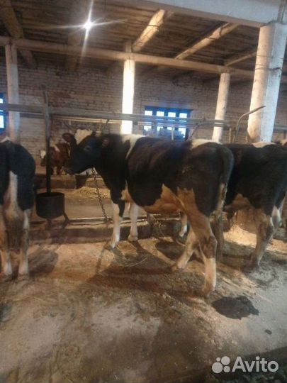 Бычки телки