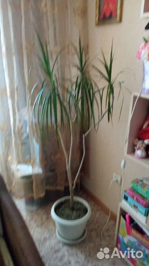 Пальма Драцена 150 см
