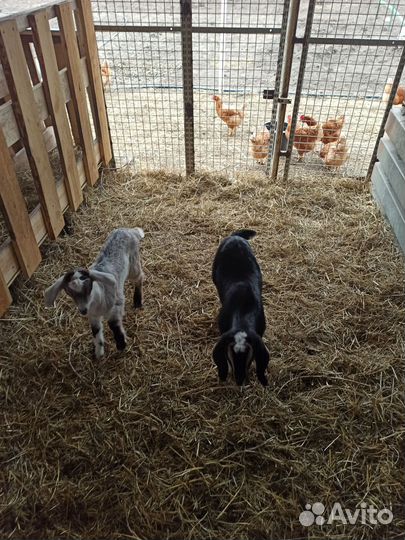 Козлики Нубийские