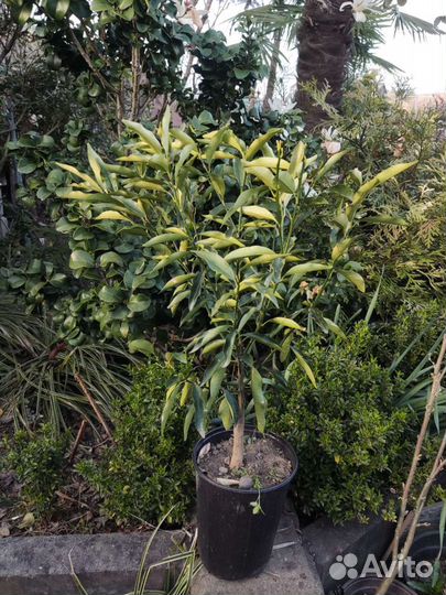 Кумкват фортунелла кинкан и др цитрусовые