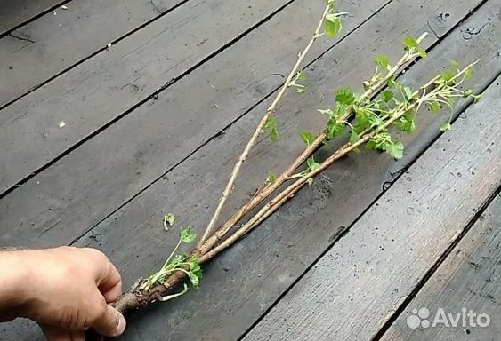 Черная смородина Венера