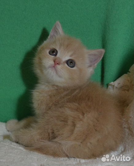 Британский кремовый мальчик