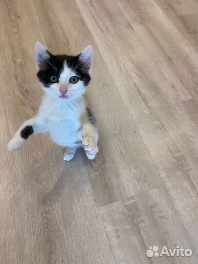 Кошка в дар