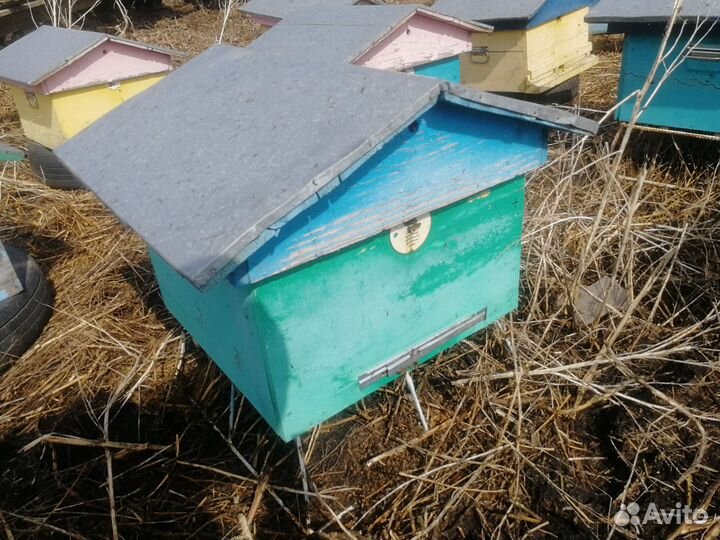 Улей кедровый