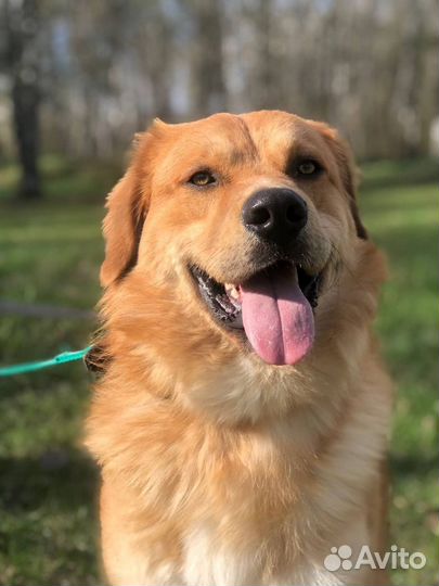 Бывшедомашний пёс Джаз попал в приют