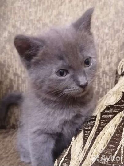 Шотландские котята