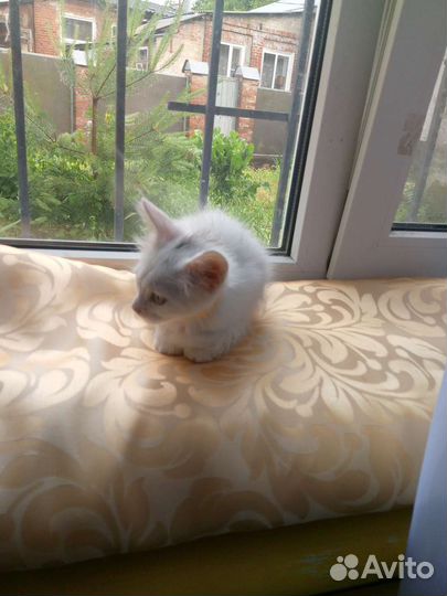 Отдам в добрые руки мальчик котенок