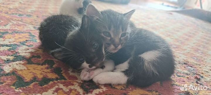 Кошка в дар