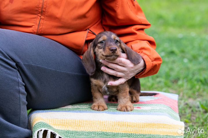 Таксята кроличьи жесткошерстные рыжие
