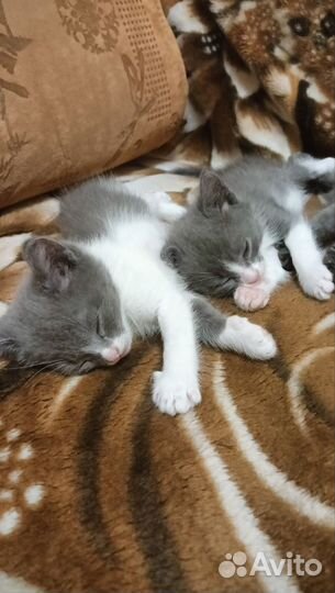 Котята в добрые руки 1 месяц