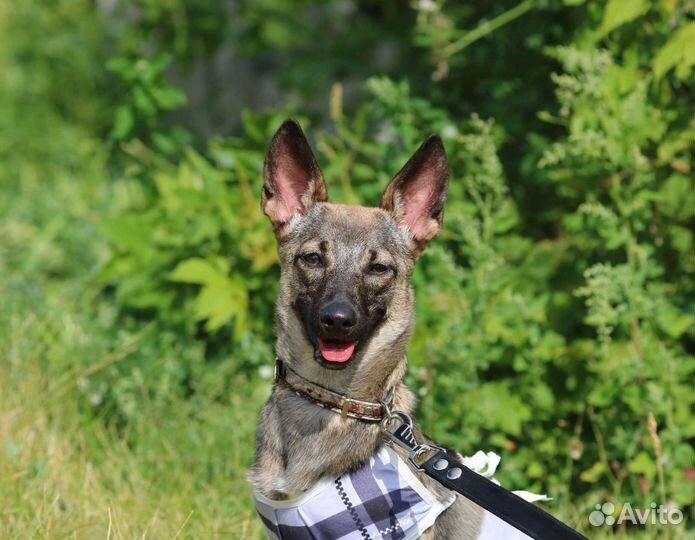 Коротколапый щенок