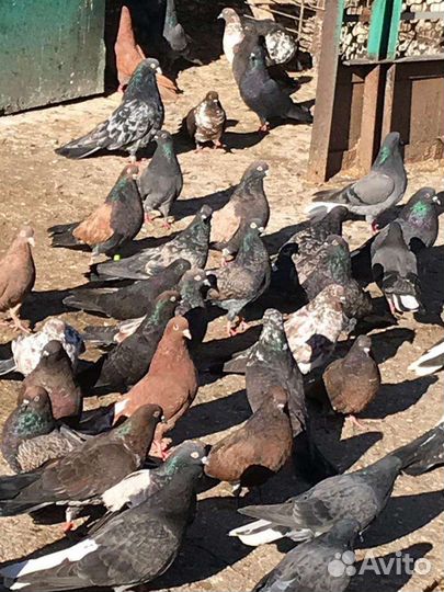 Николаевские голуби