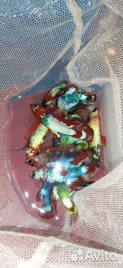 Рыба петушок самцы