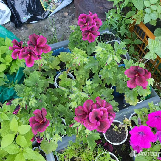 Королевская пеларгония