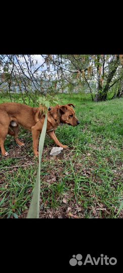 Собака с милыми складками ждёт в приюте
