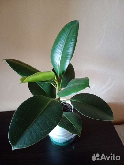 Монстера, папоротник нефролепис, фикусы