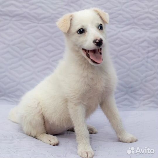 Белочка - блондиночка