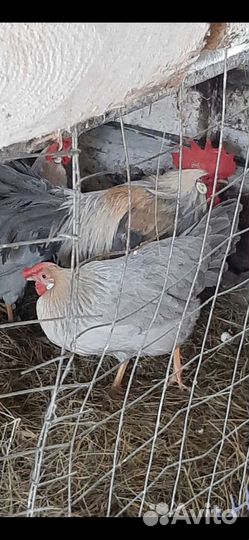 Леггорн Изабелла ия,цыплята