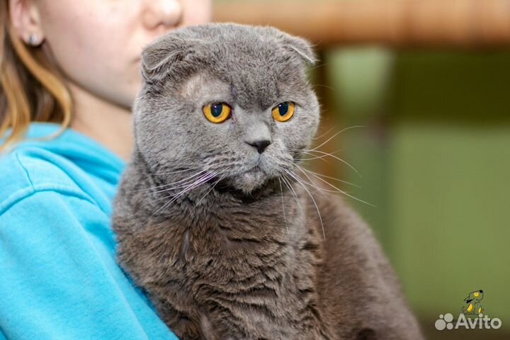 Котик Март ищет дом