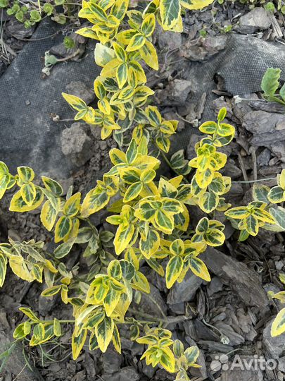 Бересклет золотой