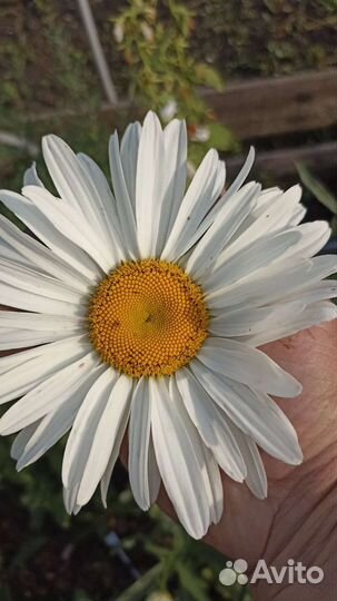 Ромашка королевская многолетняя букетная