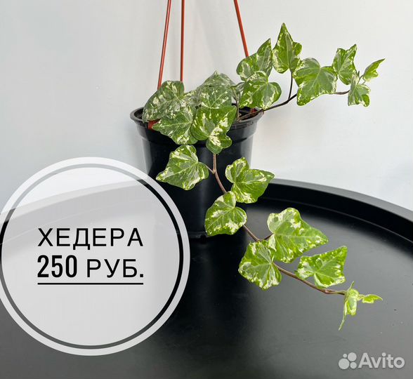 Комнатные растения