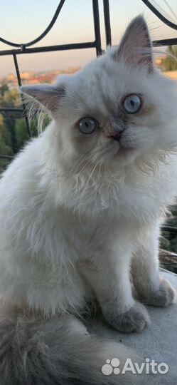Балинезийская кошка