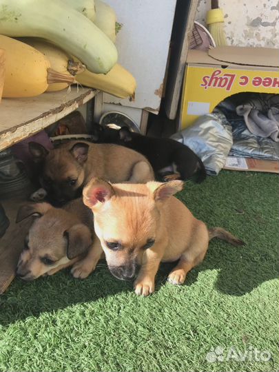 Отдам щенков в добрые руки бесплатно