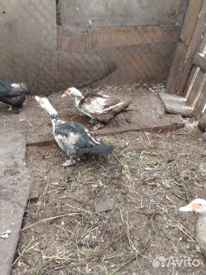 Индоутки и индоут